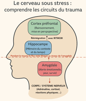 Comprendre le trauma - thérapie du trauma EMDR et RITMO - copie