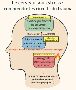 Comprendre le trauma dans le cerveau - RITMO thérapie du trauma