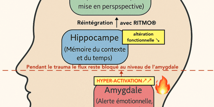 Comprendre le trauma dans le cerveau - RITMO thérapie du trauma