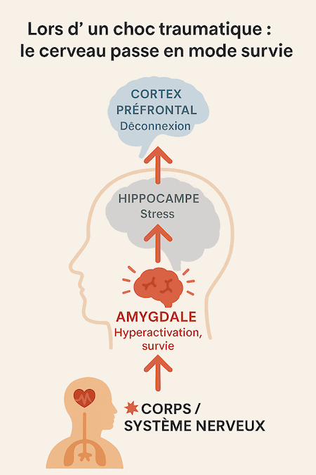 Mécanisme du cerveau lors d'un psycho-trauma - EMDR thérapie du trauma 